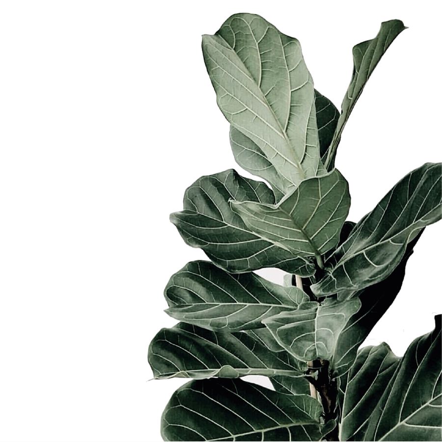 Greenology Aromatherapy |  - Store