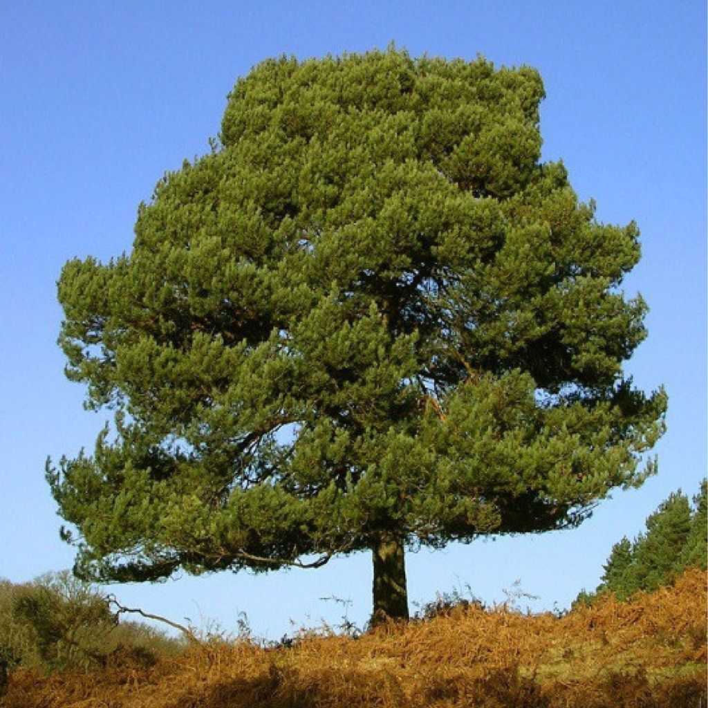 Pin Sylvestre