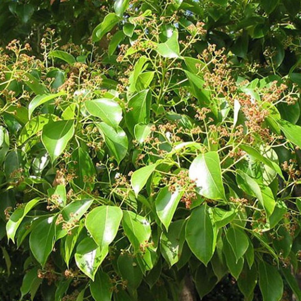 樟树芳樟醇