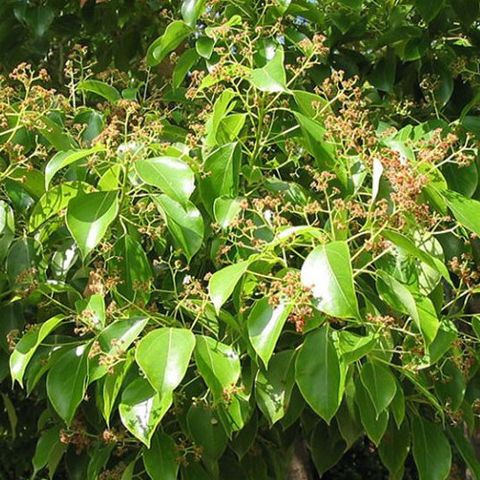 樟树芳樟醇