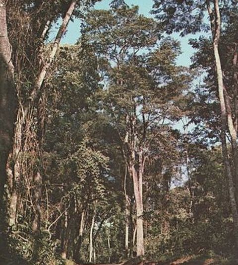 Cabreuva 香脂果豆木