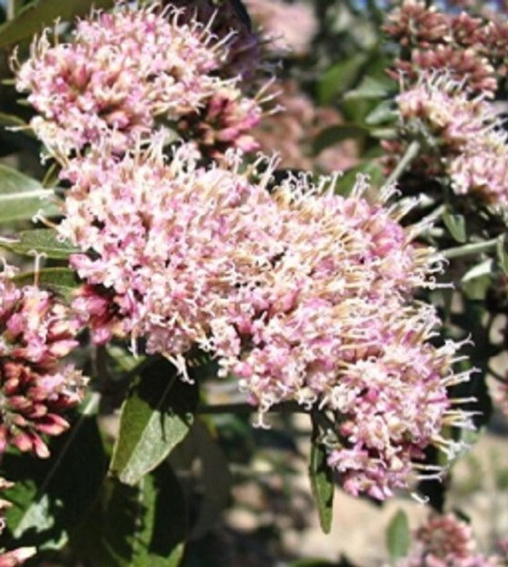 Candeia 香子兰菊