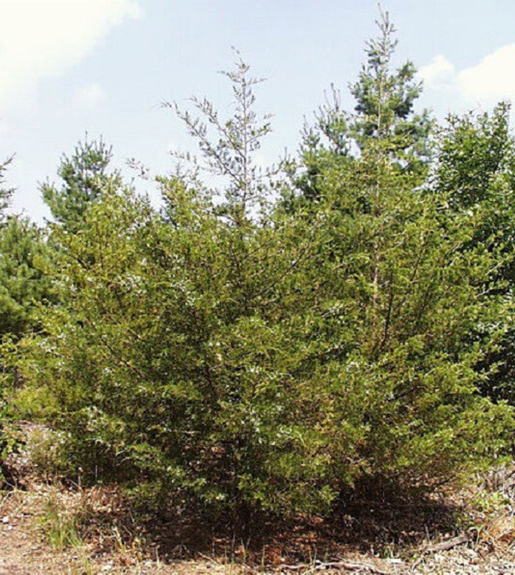 Virginia Cedarwood 维吉尼亚雪松