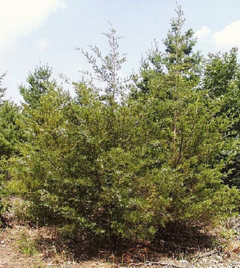 Virginia Cedarwood 维吉尼亚雪松