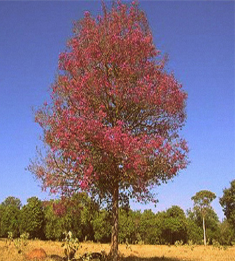 Rosewood