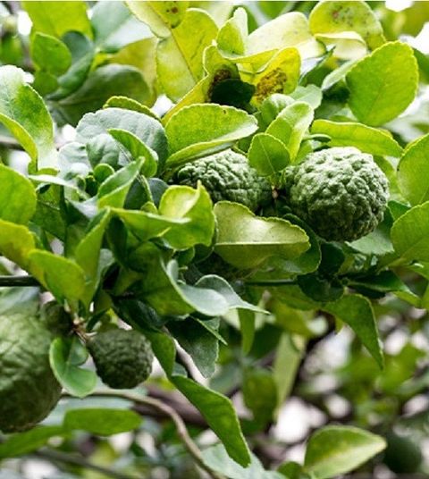 Bergamot 佛手柑