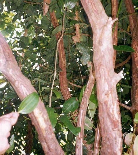 Cinnamon Bark 锡兰肉桂皮