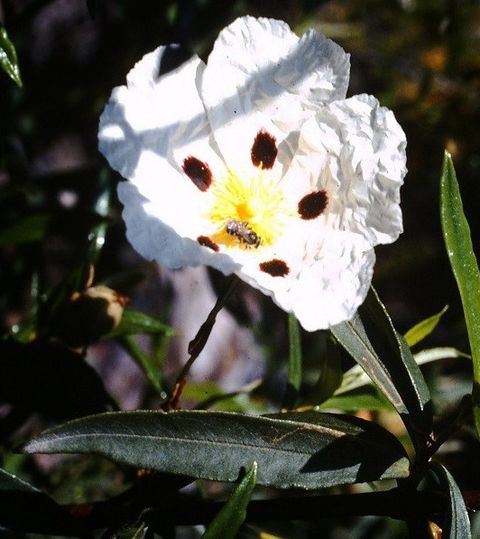 Cistus 岩玫瑰
