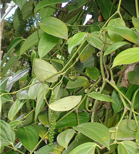 Black Pepper 黑胡椒