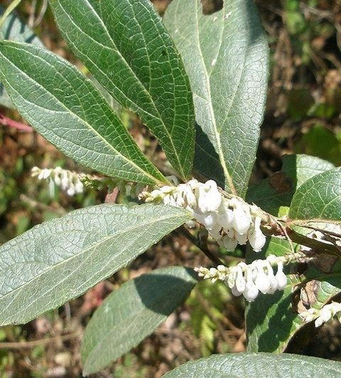 Wintergreen 芳香白珠（冬青）