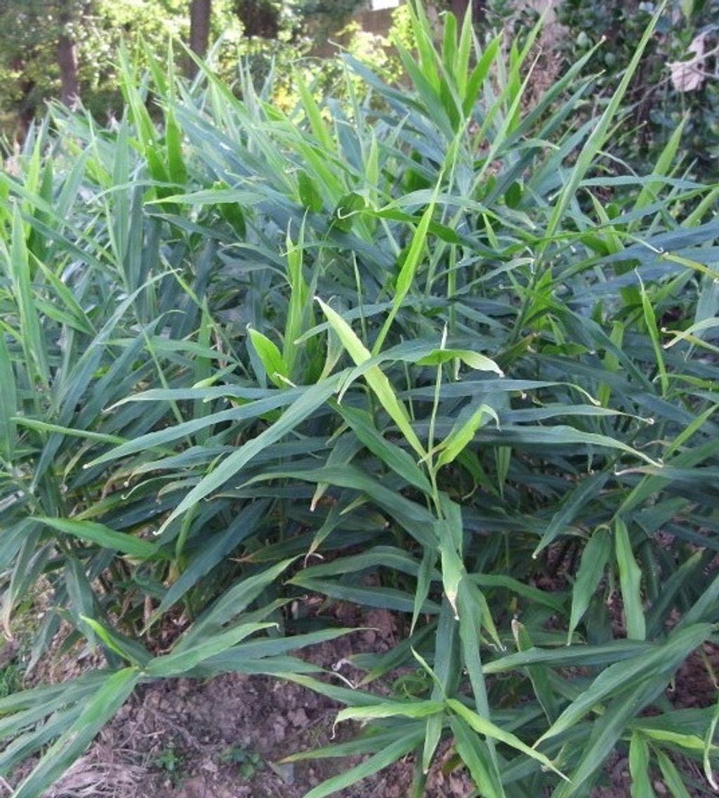 Ginger 鲜姜