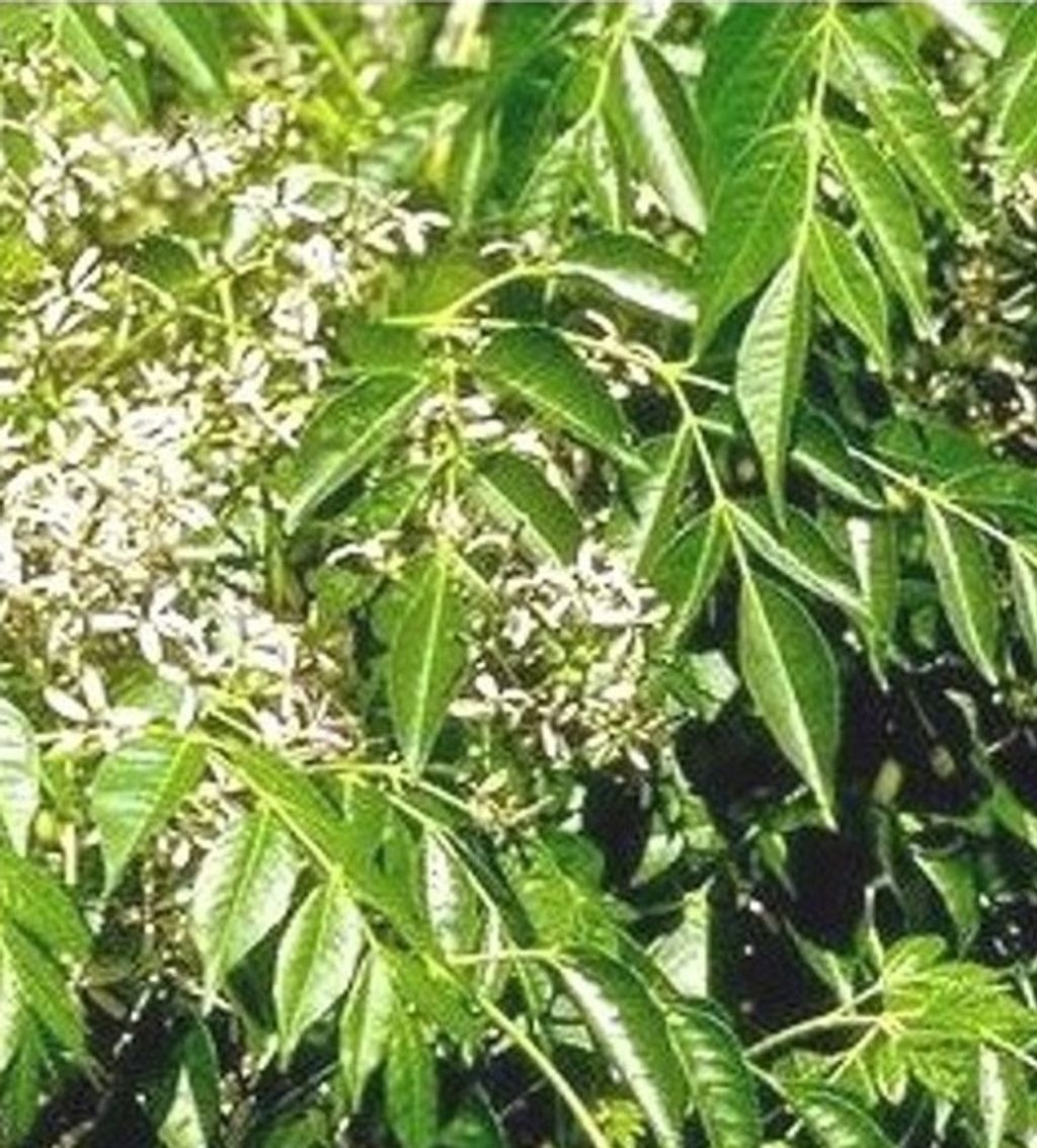 Katafray卡塔菲皮