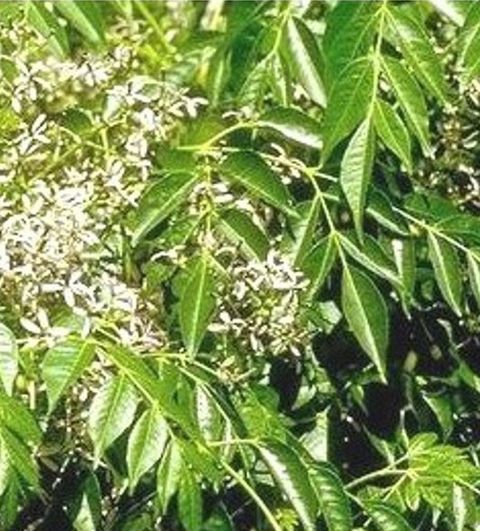 Katafray卡塔菲皮