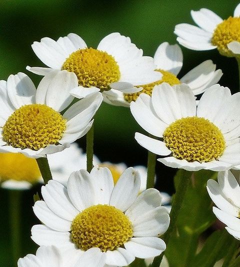 German Chamomile德国洋甘菊