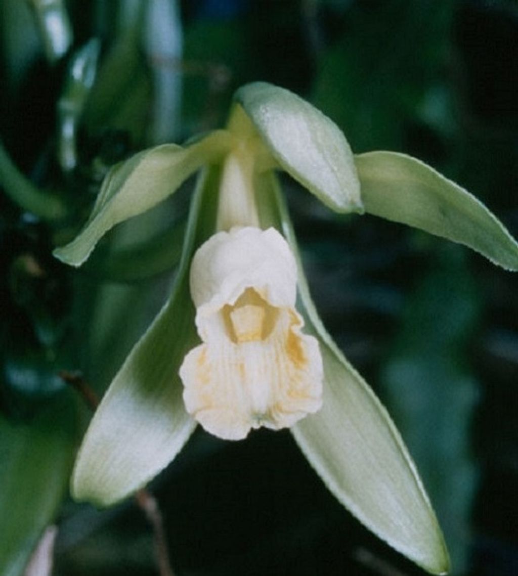 vanila香草（香荚兰.香草兰）