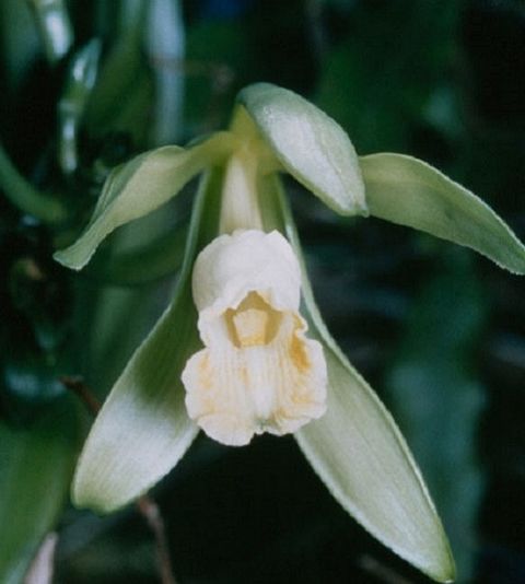 vanila香草（香荚兰.香草兰）