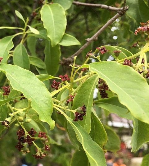 Sandalwood印度尼西亚檀香（白檀）