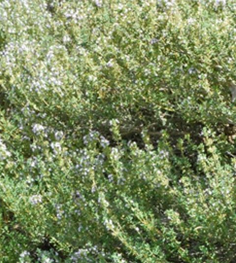 Thym Thymol百里酚百里香