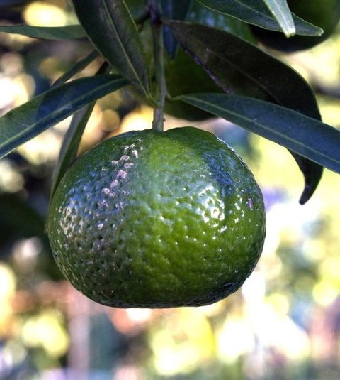 Mandarin Green绿橘