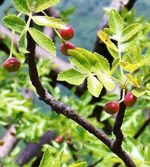 linaloe Berry 墨西哥沉香