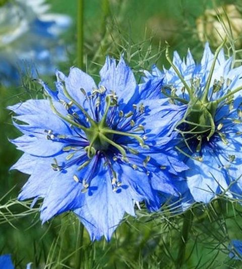 Black Cumin 黑种草
