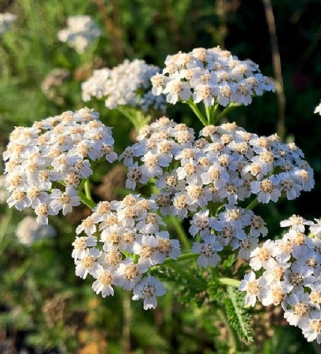 Yarrow欧蓍草