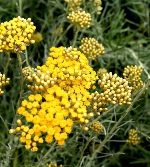 Helichrysum意大利永久花