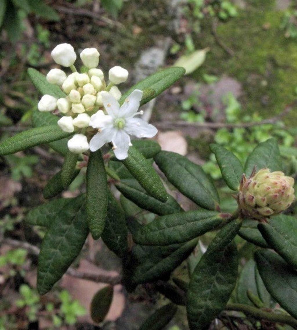 Ledum格陵兰喇叭茶