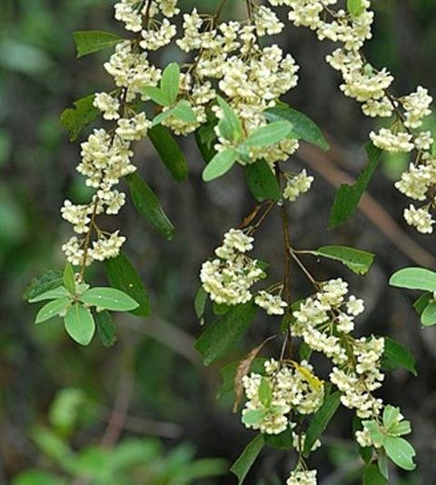 May Chang山鸡椒