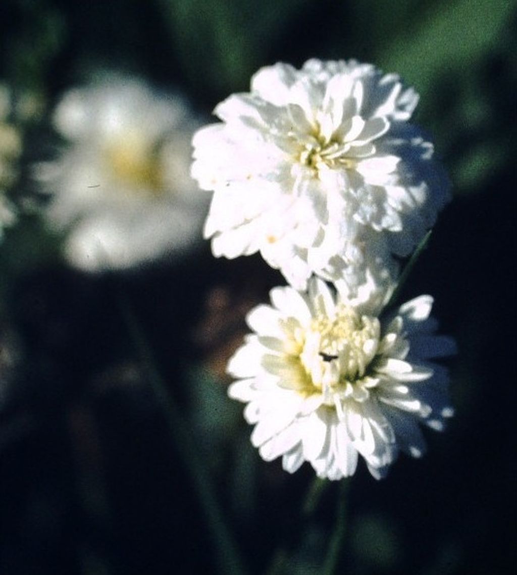 Roman Chamomile罗马洋甘菊
