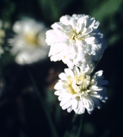 Roman Chamomile罗马洋甘菊