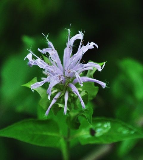 Monarda野蜂香薄荷CT香叶醇