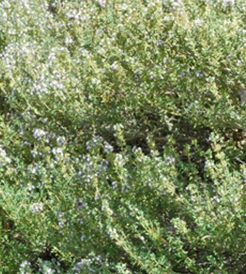 thyme linalol沉香醇百里香