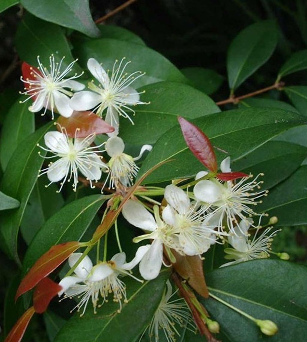 Copaiba Balsam古巴香脂