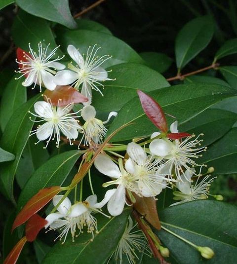 Copaiba Balsam古巴香脂