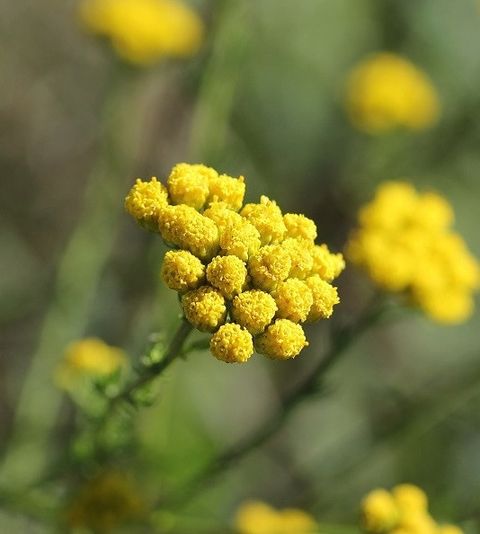 Blue Tansy摩洛哥蓝艾菊