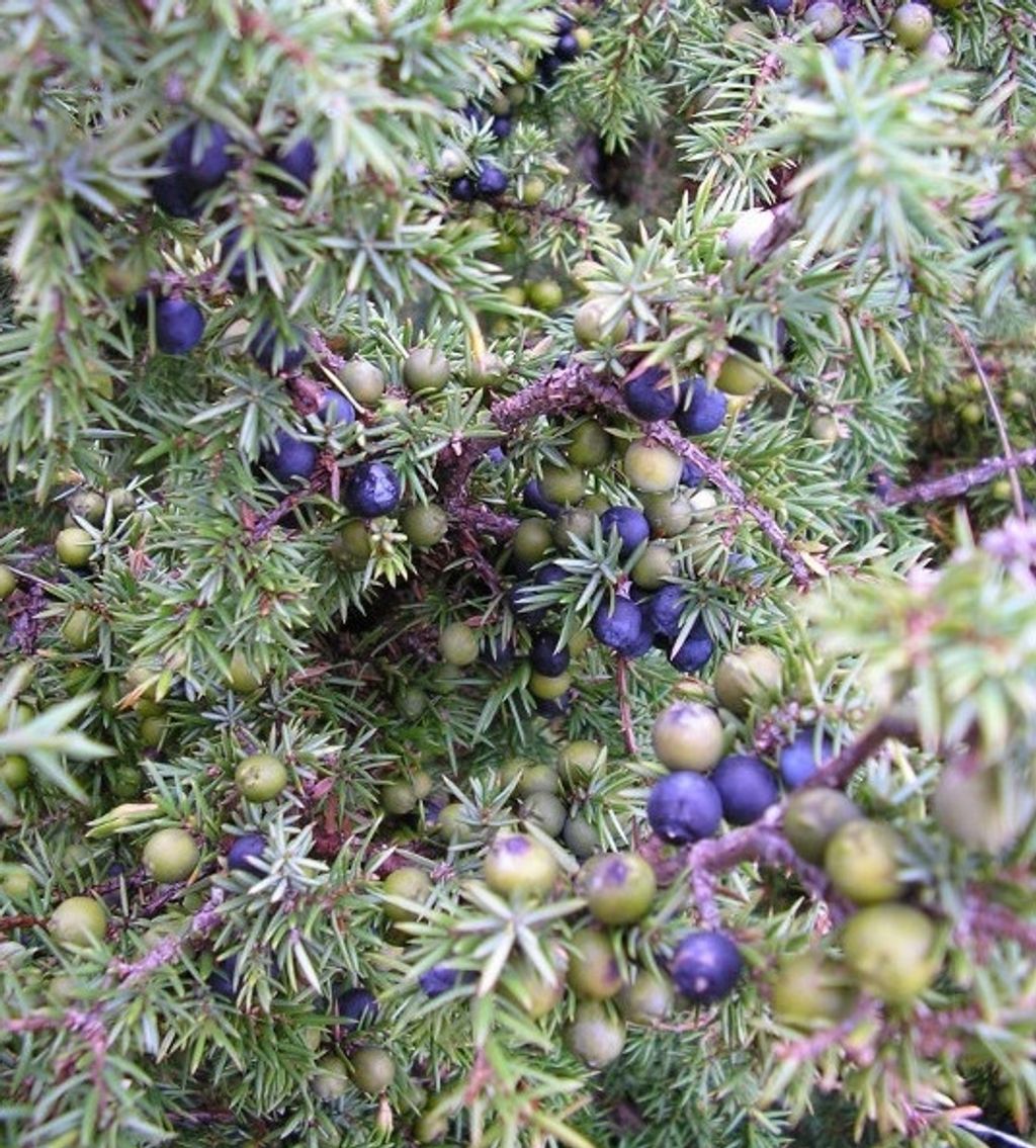 Juniper Berry杜松