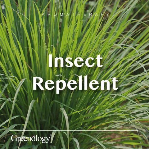 251007 PD - EO Lemongrass_Artboard 1