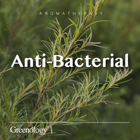 251007 PD - EO Tea Tree_Artboard 1