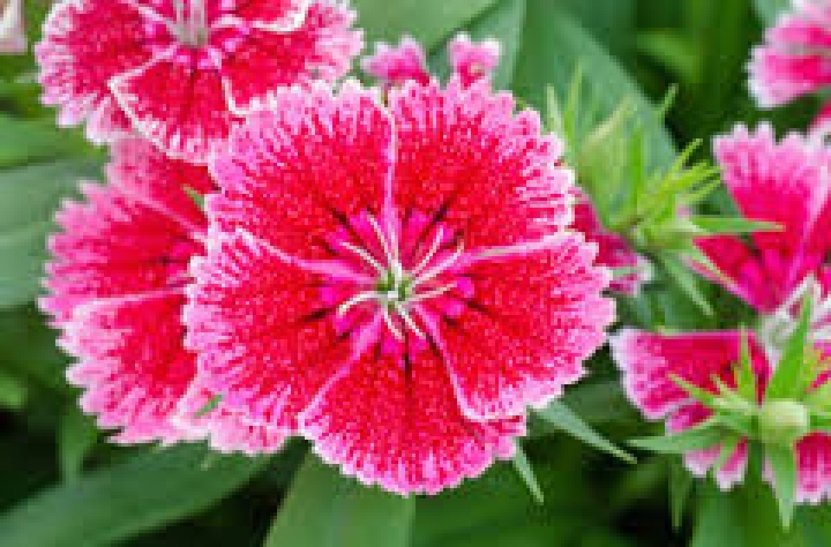 Pink Chinese Mix Flowers Seeds (Dianthus Chinensis) – My Lestary Seeds