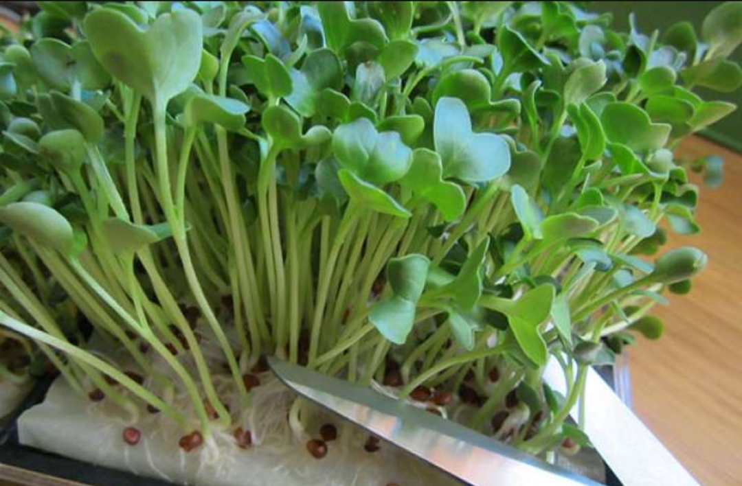 Как выращивать микрозелень в домашних условиях?
