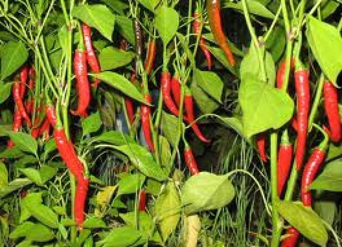 Cayenne pepper plant size information