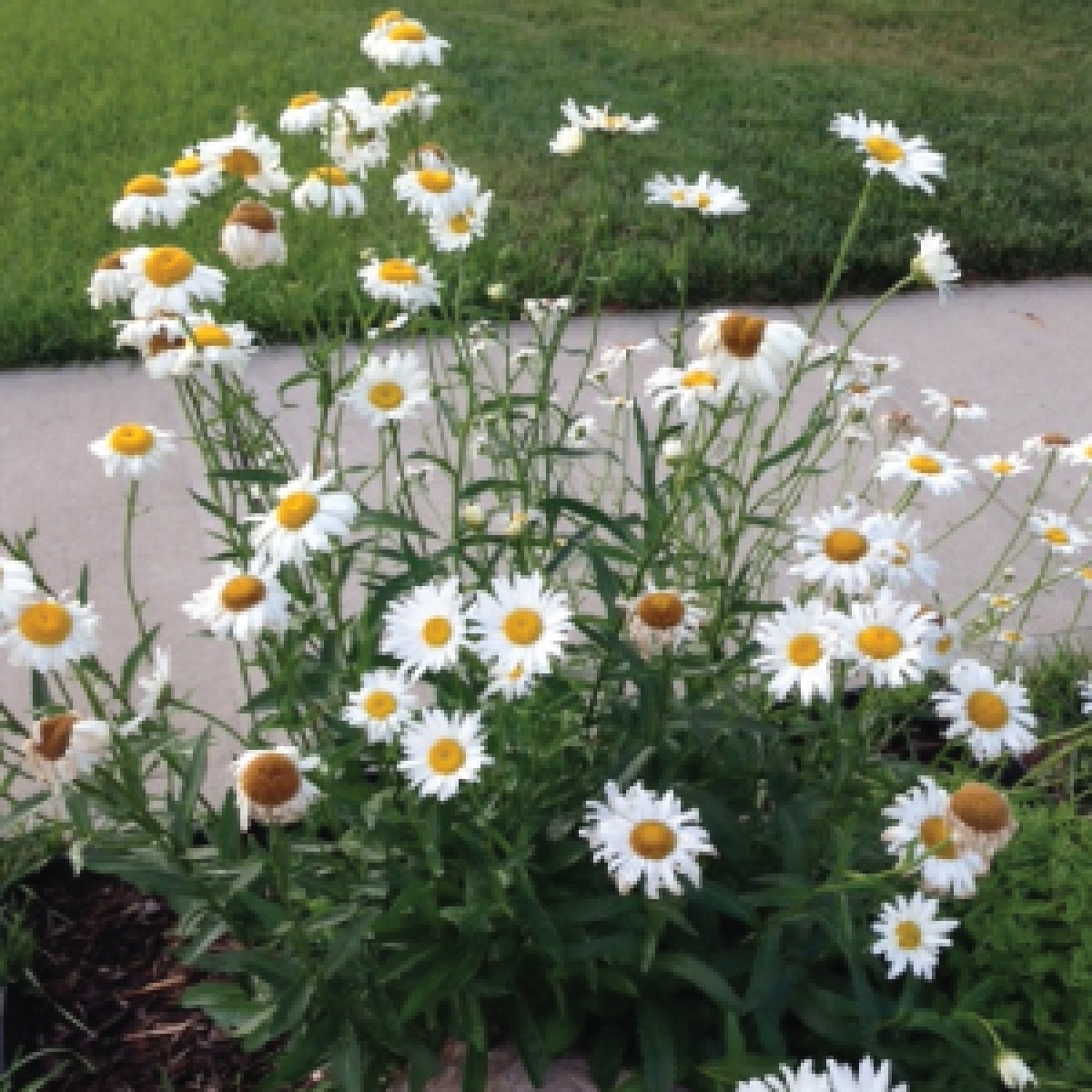 Shasta Daisy Seeds (Chrysanthemum Maximum) My Lestary Seeds