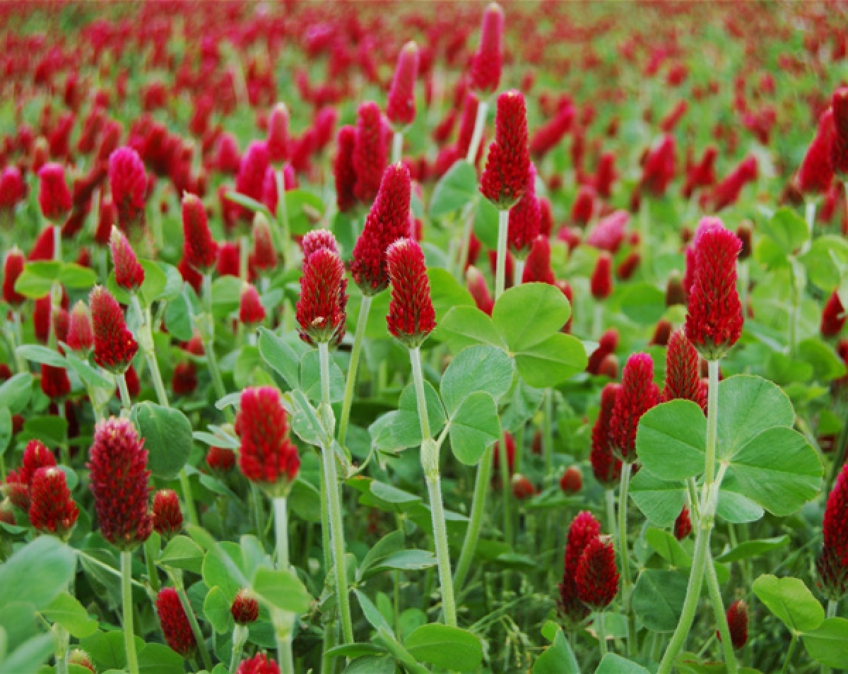 Crimson clover plant Idea