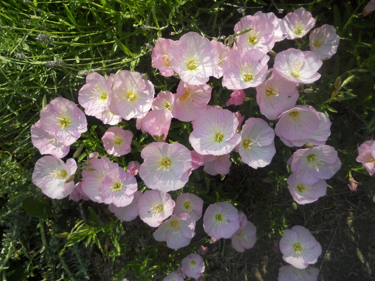 Pink Evening Primrose (Oenothera Speciosa) My Lestary Seeds