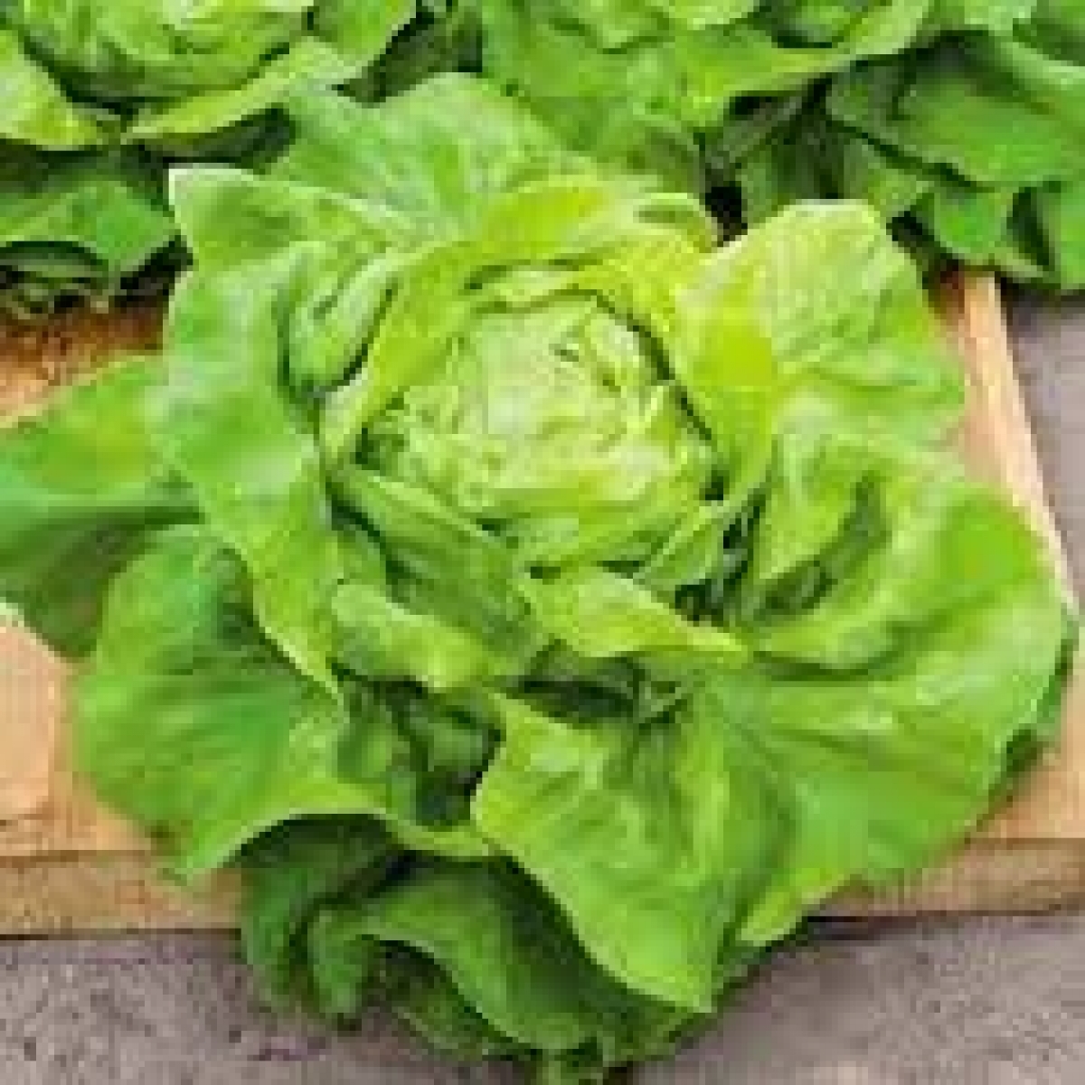 Buttercrunch Lettuce Seeds (Lactuca sativa var. longifolia ...