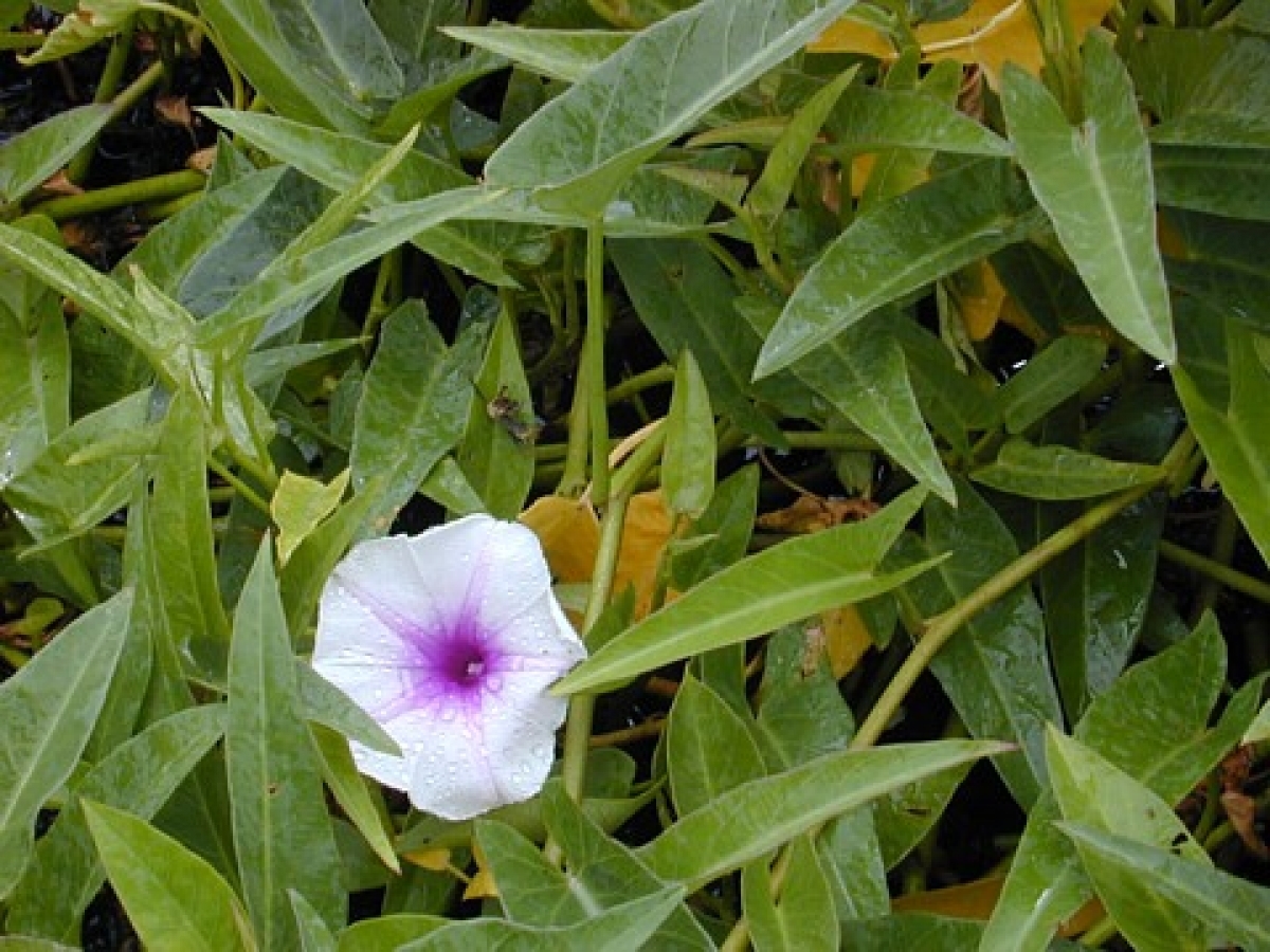Kangkung (Ipomoea Aquatica): Tanaman Obat Keluarga Yang Kaya Manfaat Kangkung (Ipomoea Aquatica): Tanaman Obat Keluarga Yang Kaya Manfaat