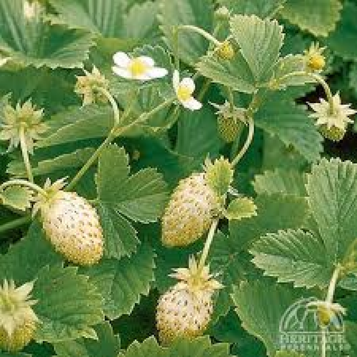 strawberry fragaria vesca yellow alpine wonder plants strawberries plant flowers wild fruit seeds perennial containers