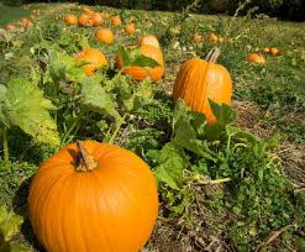 Jack O Lantern Pumpkin Seeds (Cucurbita Maxima Pumpkin