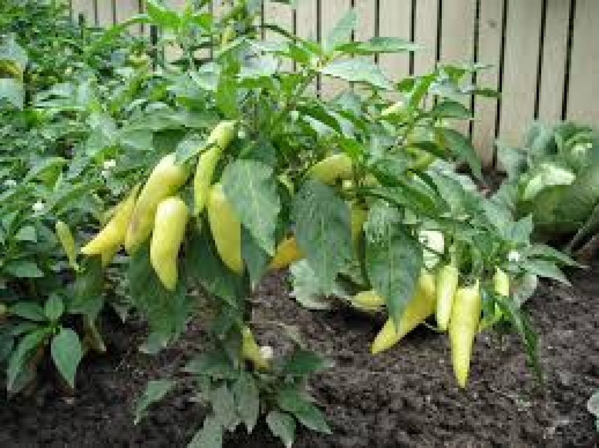 Banana Pepper Seeds (Capsicum Annuum - F1) - My Lestary Seeds